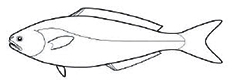 Familia centrolophidae.jpg